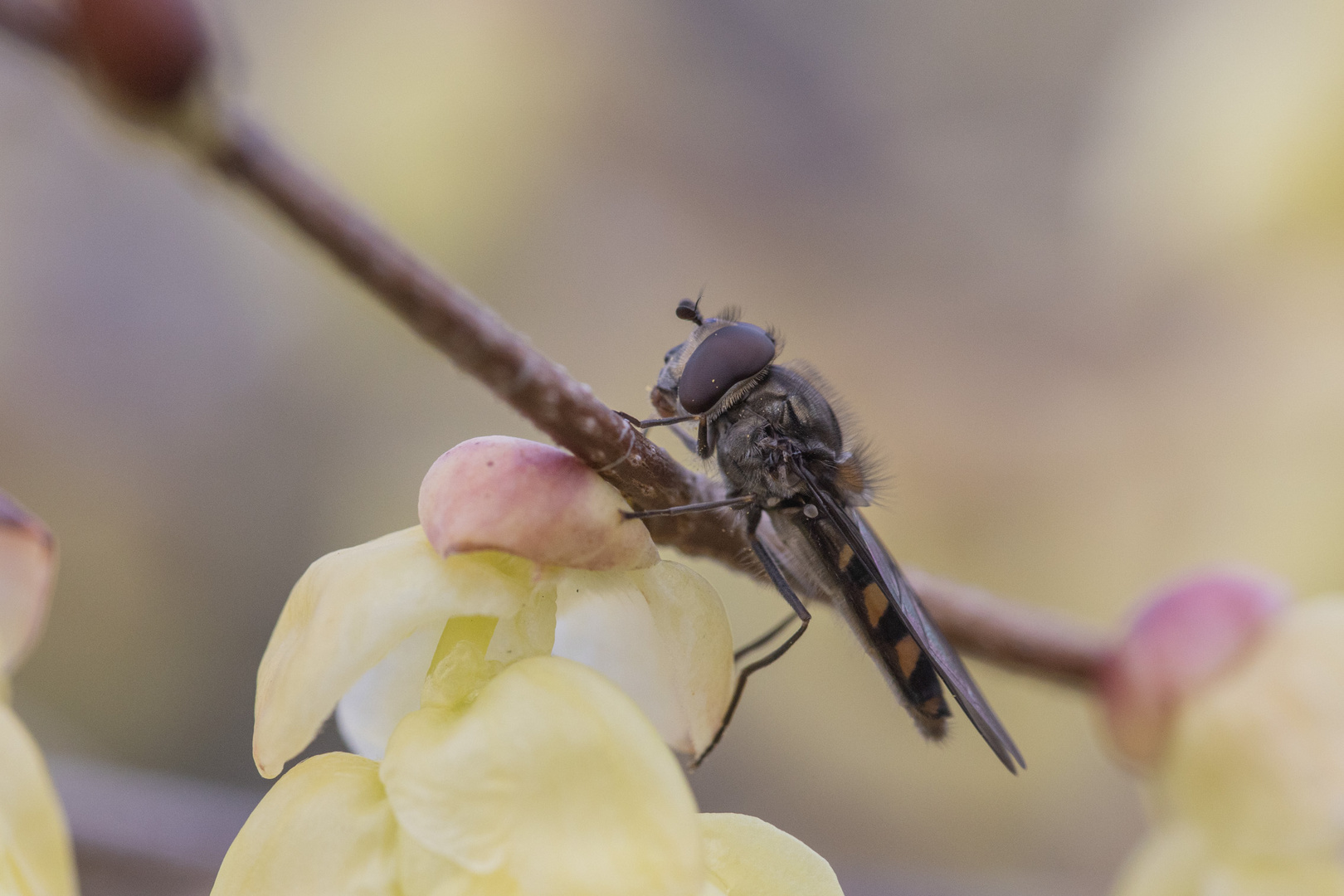 Armblütige Scheinhasel mit Schwebfliege 