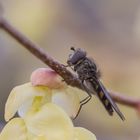 Armblütige Scheinhasel mit Schwebfliege 