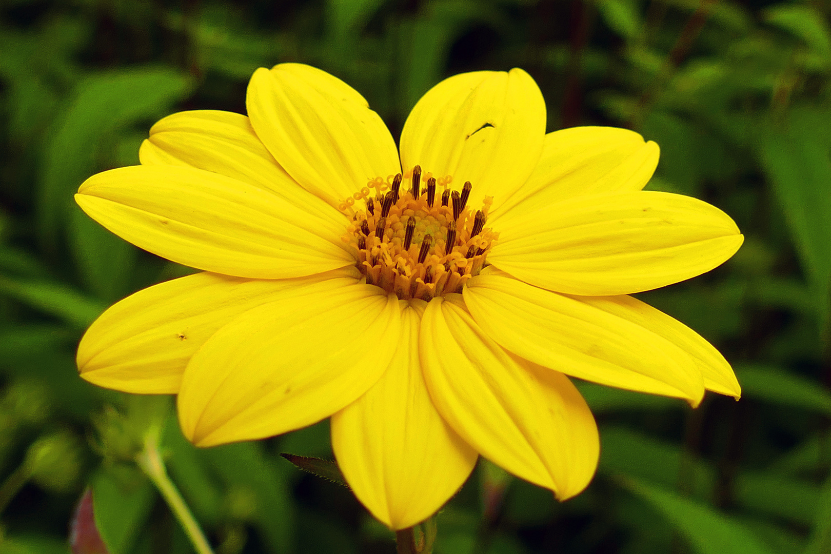 Armblütige Sonnenblume