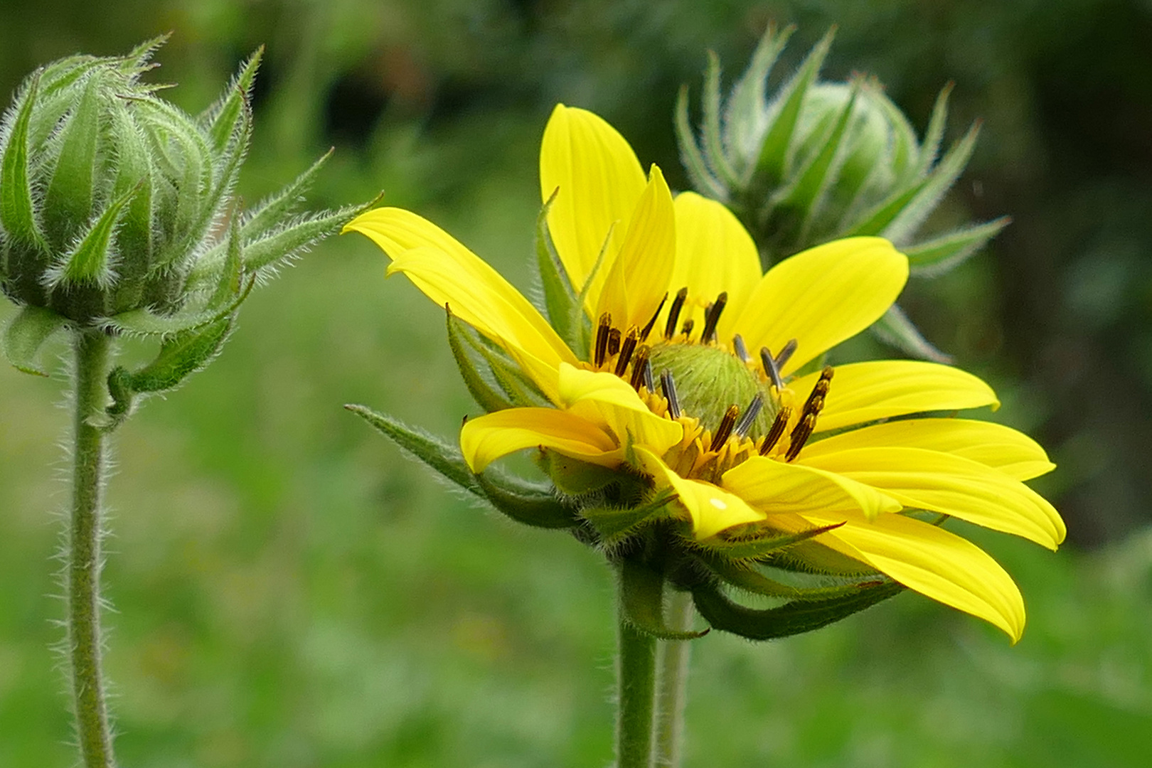 Armblütige Sonnenblume