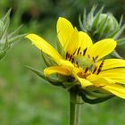 Armblütige Sonnenblume