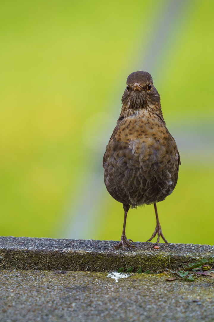 Arme Amsel