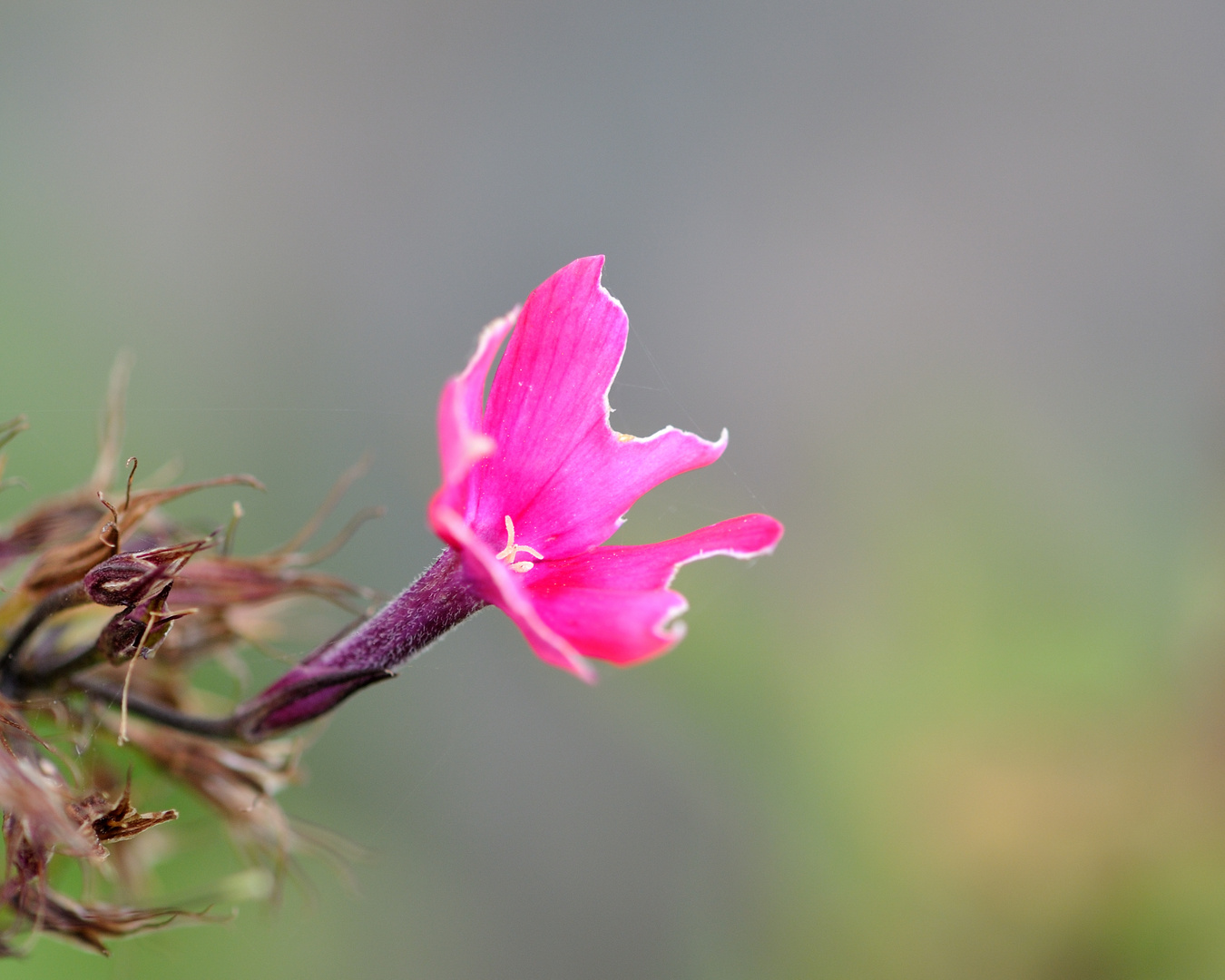 Arme, angefressene Blüte