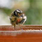 arme Blaumeise - ich nenne sie Zwerg Nase  .....