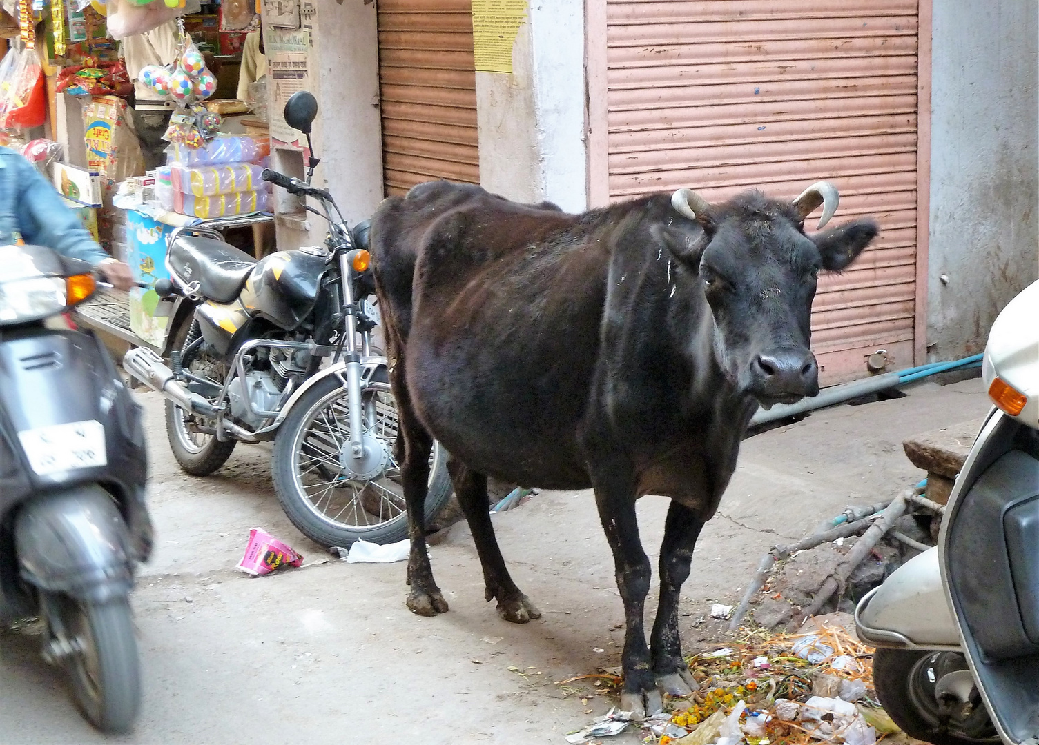 Arme heilige Kuh, Indien