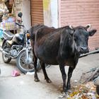 Arme heilige Kuh, Indien