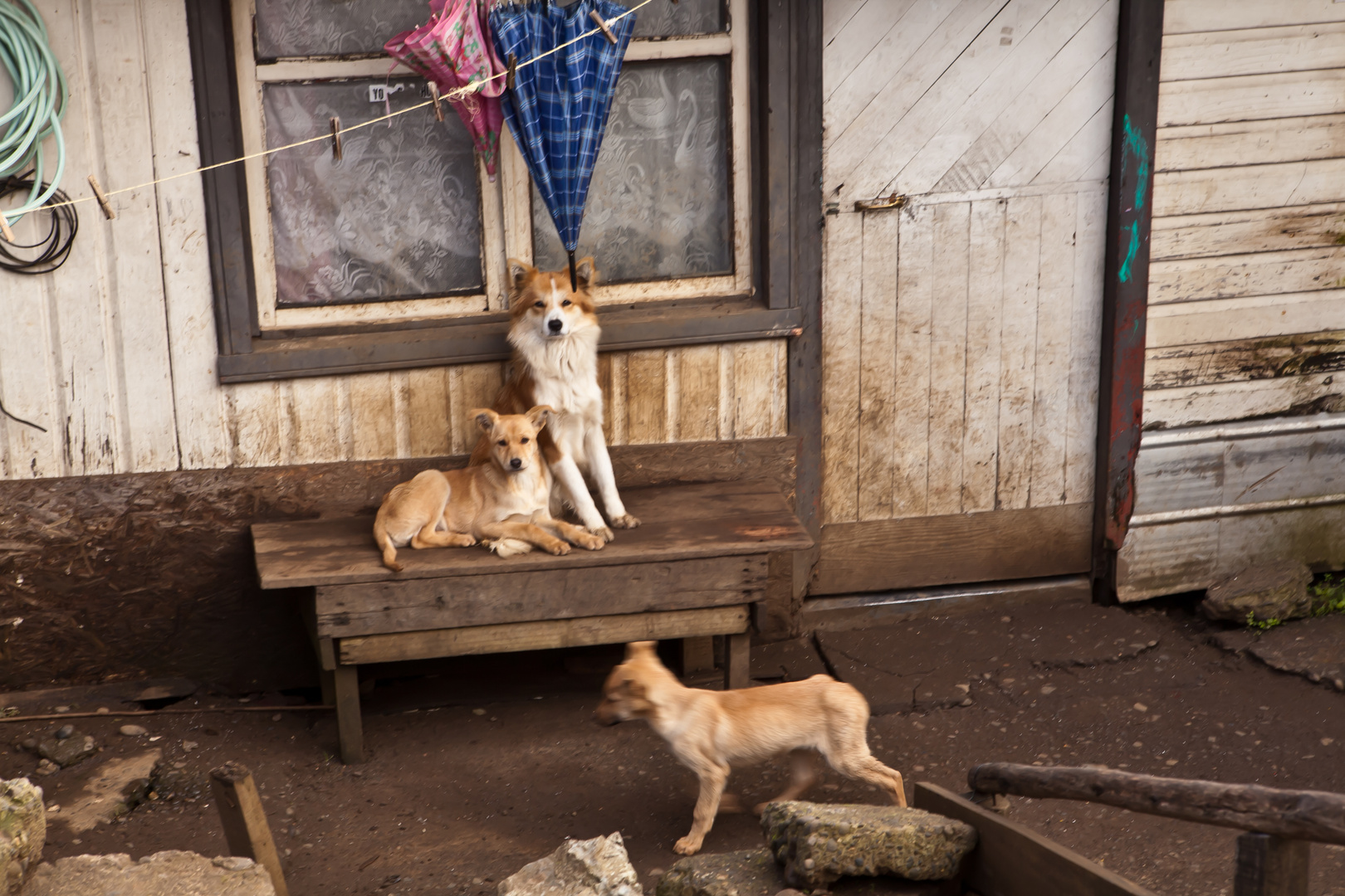 arme Hunde Foto &amp; Bild tiere, haustiere, hunde Bilder auf