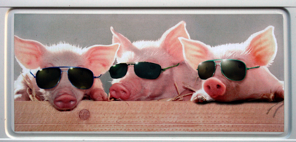 34 Schweine Bilder Lustig Kostenlos Besten Bilder Von Ausmalbilder