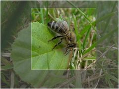 Arme kleine Biene