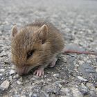 Arme Maus