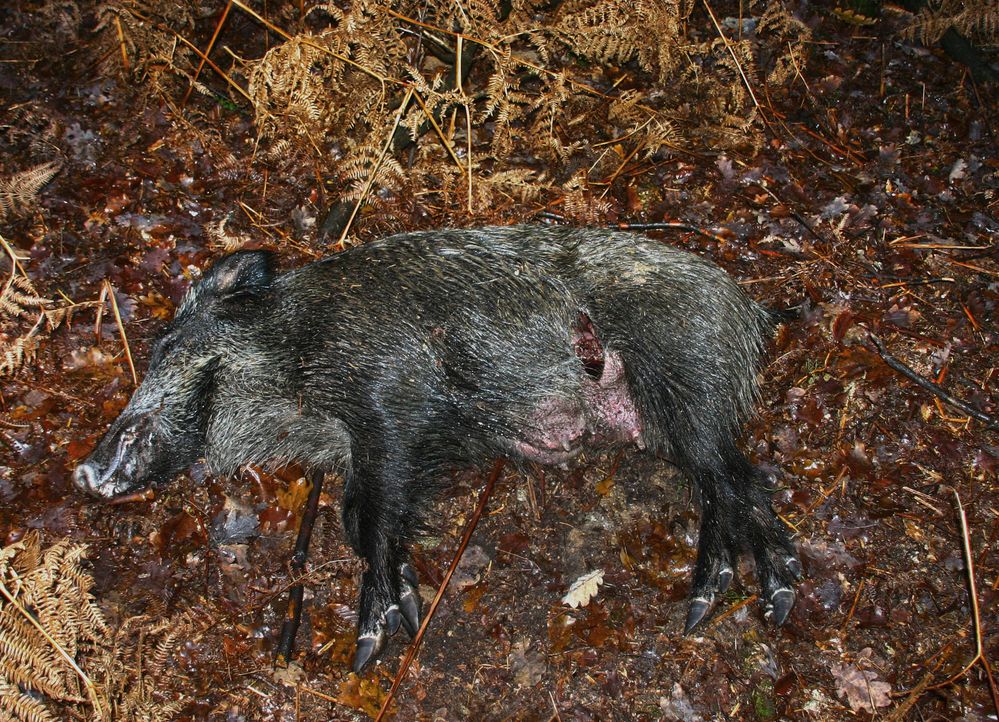 Arme Sau (Bache) Foto &amp; Bild tiere, wildlife, säugetiere Bilder auf