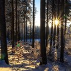 Armeleuteberg im Harz