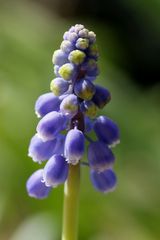 Armenian grape hyacinth (Muscari armeniacum)