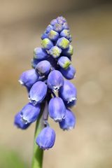 Armenian grape hyacinth (Muscari armeniacum)