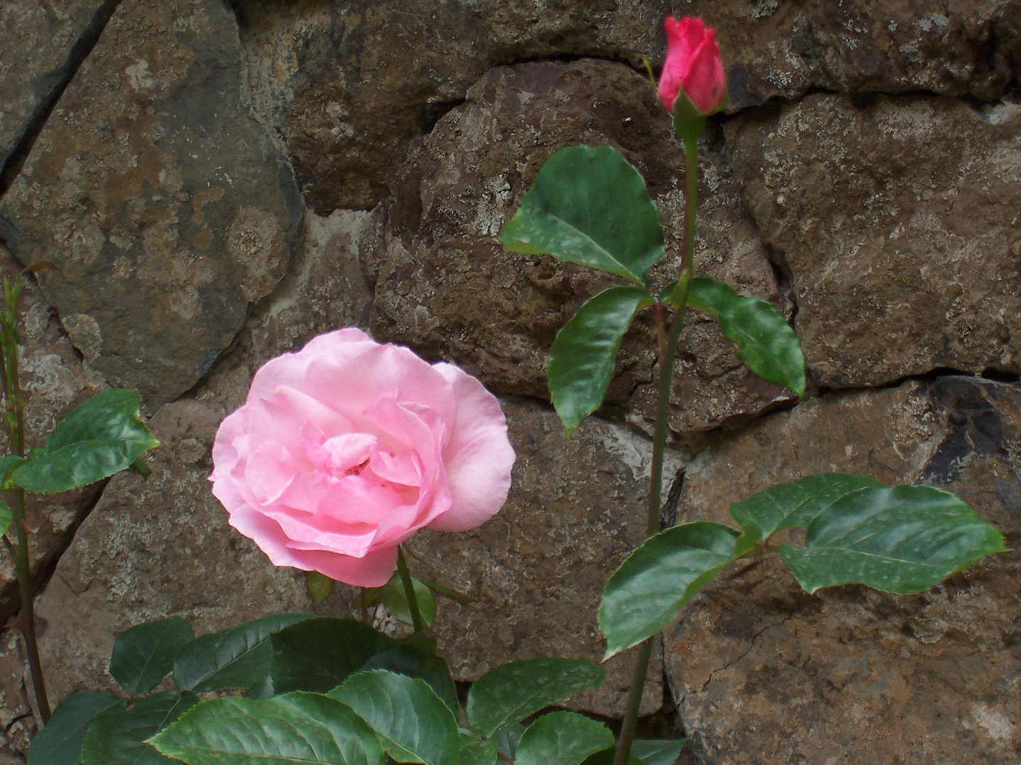 Armenische Rose