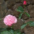 Armenische Rose