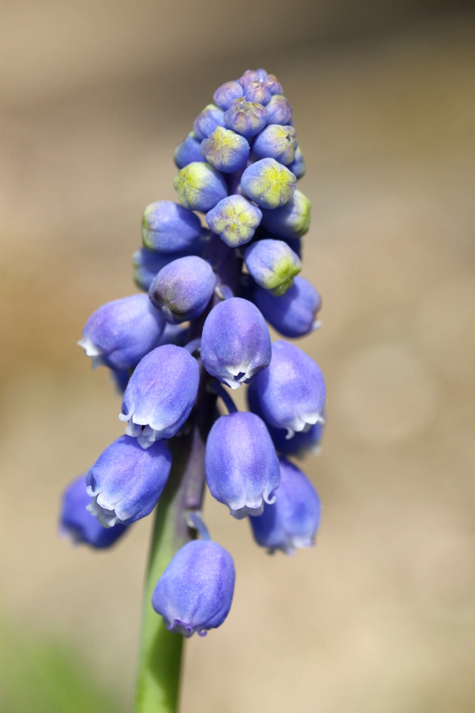 Armenische Traubenhyazinthe