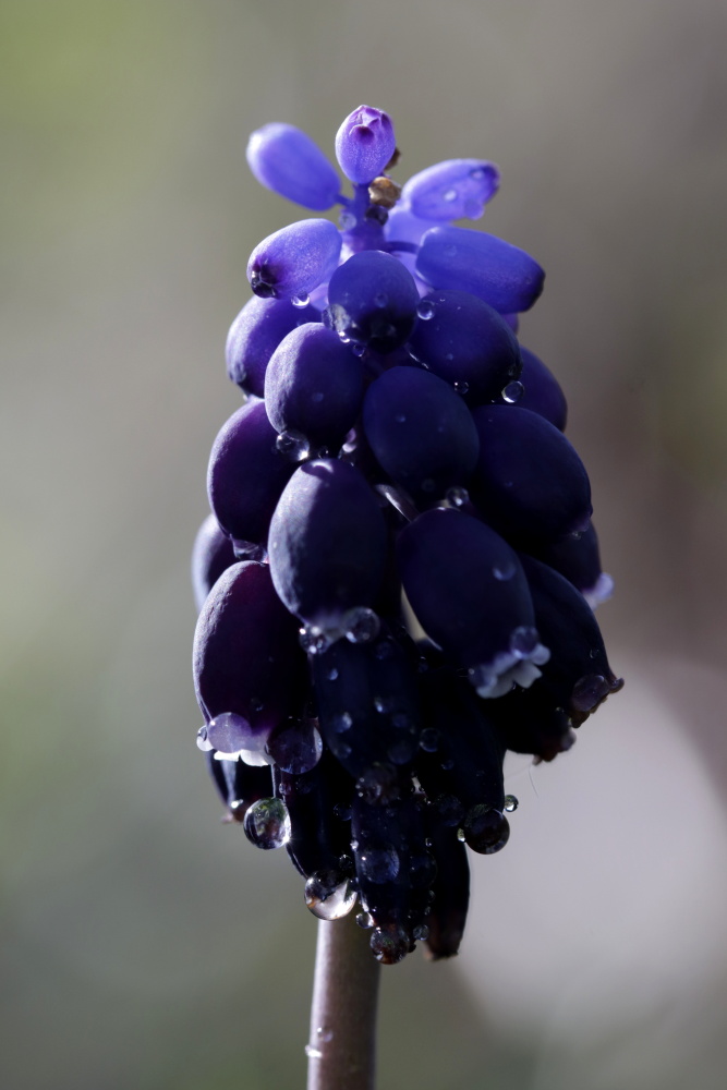 Armenische Traubenhyazinthe (Muscari)