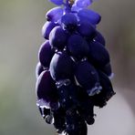 Armenische Traubenhyazinthe (Muscari)