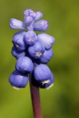 armenische Traubenhyazinthe (Muscari)