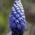 Armenische Traubenhyazinthe (Muscari)