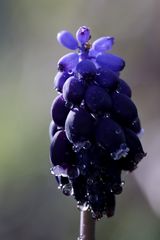 Armenische Traubenhyazinthe (Muscari)