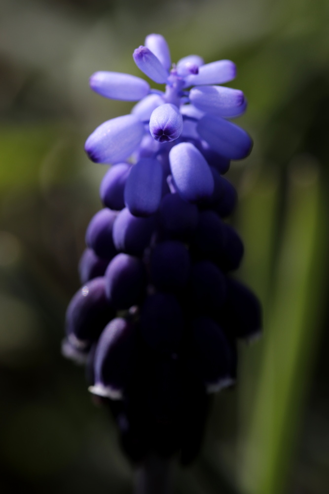 Armenische Traubenhyazinthe (Muscari)