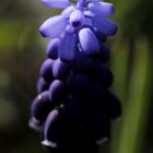 Armenische Traubenhyazinthe (Muscari)