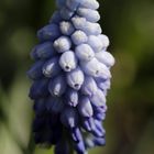 armenische Traubenhyazinthe (Muscari)