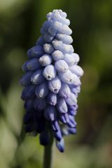 armenische Traubenhyazinthe (Muscari)