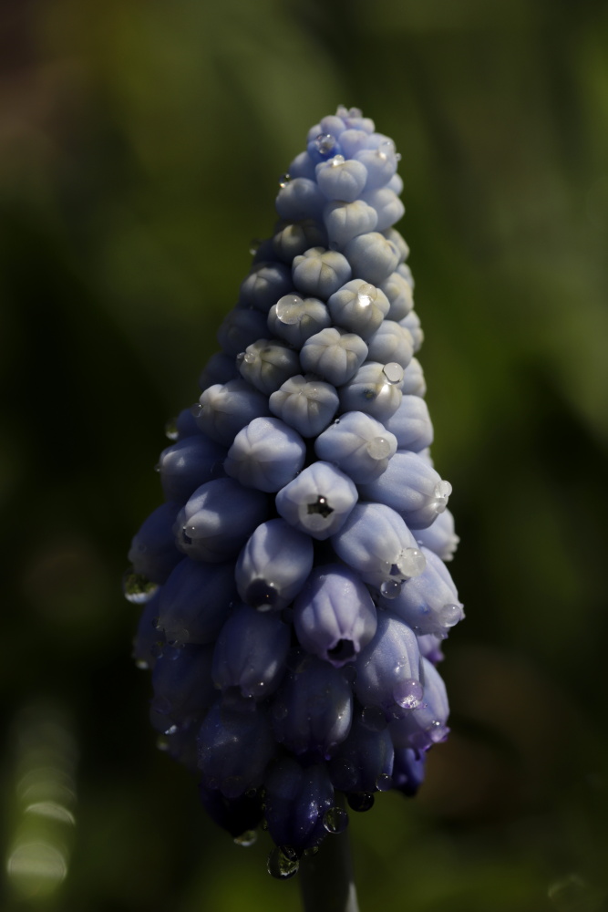 Armenische Traubenhyazinthe (Muscari)