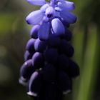 armenische Traubenhyazinthe (Muscari)