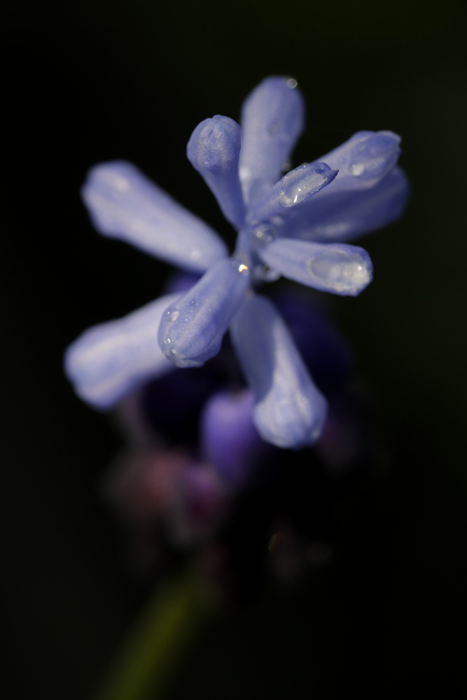 Armenische Traubenhyazinthe (Muscari armeniacum)