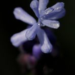 Armenische Traubenhyazinthe (Muscari armeniacum)