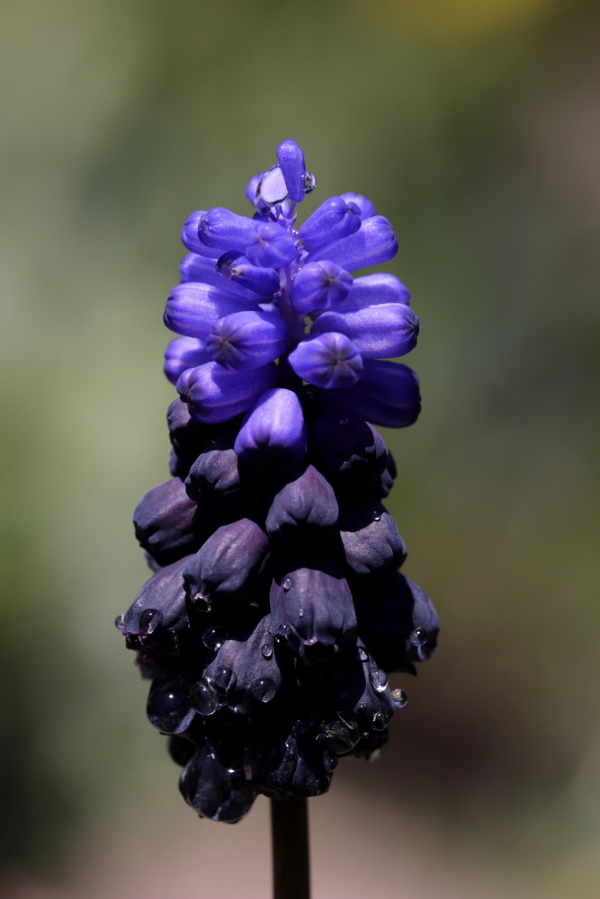 Armenische Traubenhyazinthe (Muscari armeniacum)