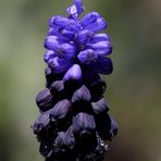 Armenische Traubenhyazinthe (Muscari armeniacum)