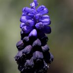 Armenische Traubenhyazinthe (Muscari armeniacum)