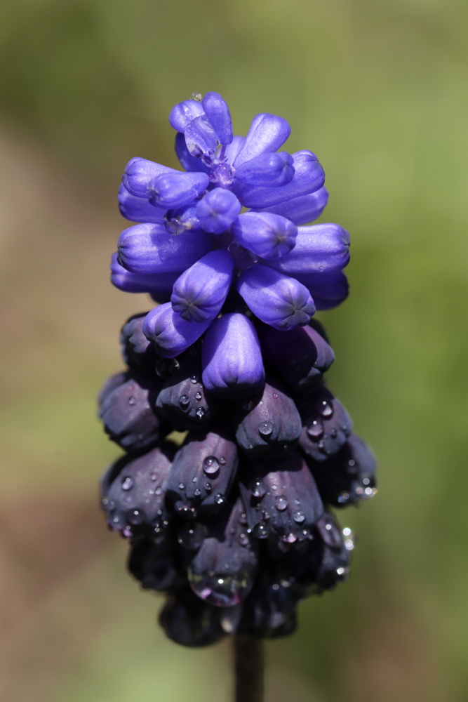 Armenische Traubenhyazinthe (Muscari armeniacum)