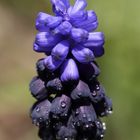 Armenische Traubenhyazinthe (Muscari armeniacum)