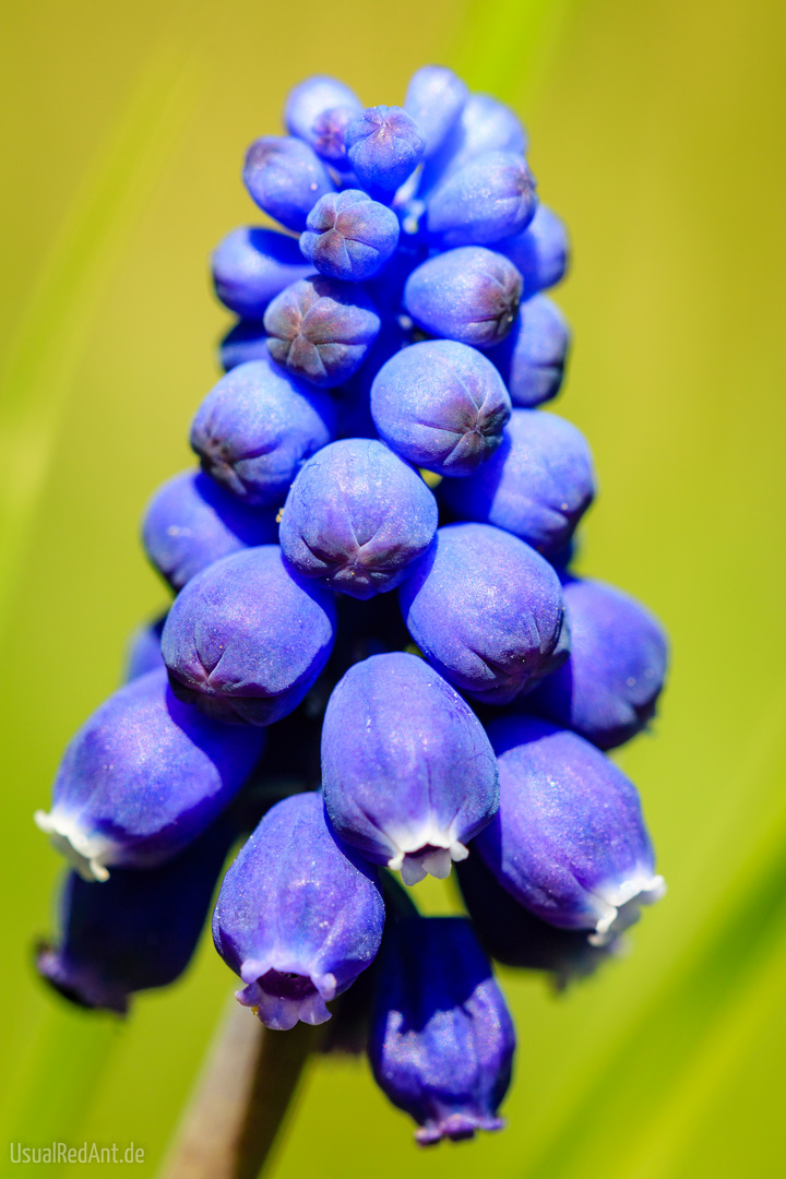 Armenische Traubenhyazinthe (Muscari armeniacum)