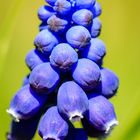 Armenische Traubenhyazinthe (Muscari armeniacum)