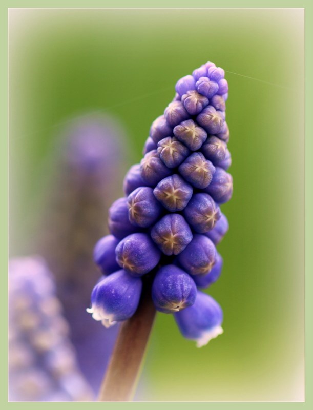 Armenische Traubenhyazinthe (Muscari armeniacum )