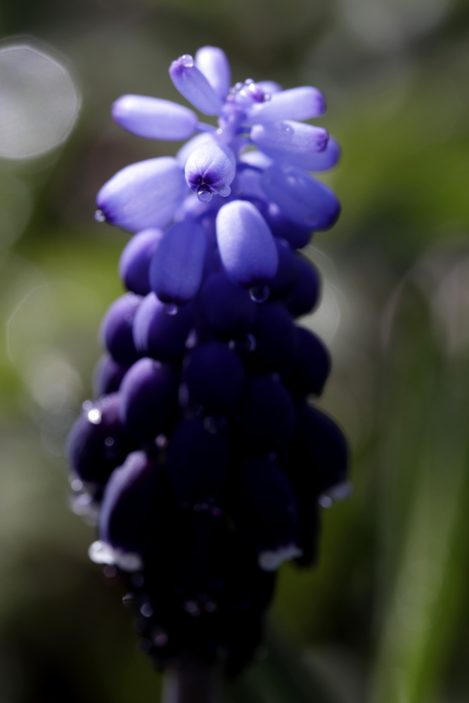 armenische Traubenhyazinthe (Muscari)