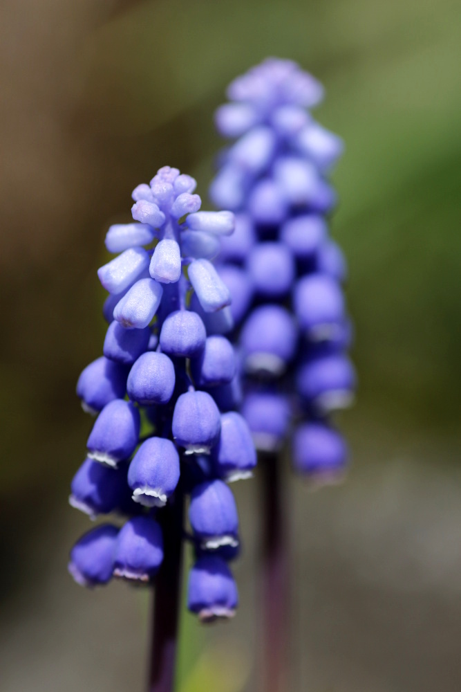 armenische Traubenhyazinthe (Muscari)