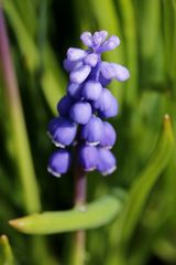 Armenische Traubenhyazinthe (Muscari)