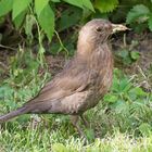 Armer Heuschreck - Glückliche Amsel