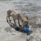 Armer Hund bei Guantanomo
