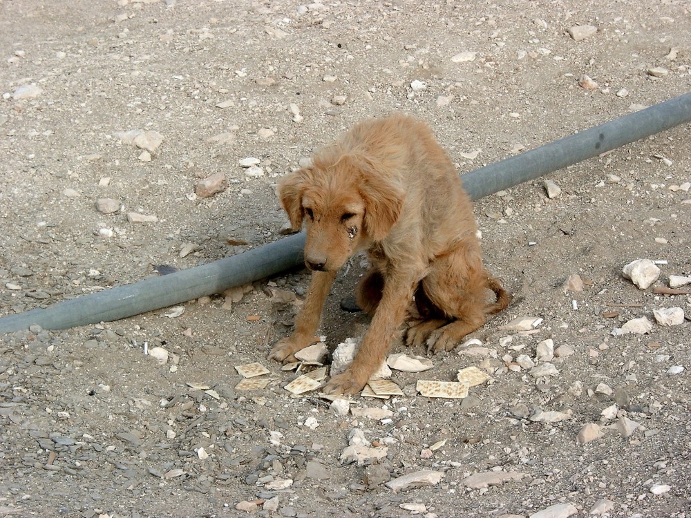 …armer Hund Foto & Bild tiere, zoo, wildpark & falknerei