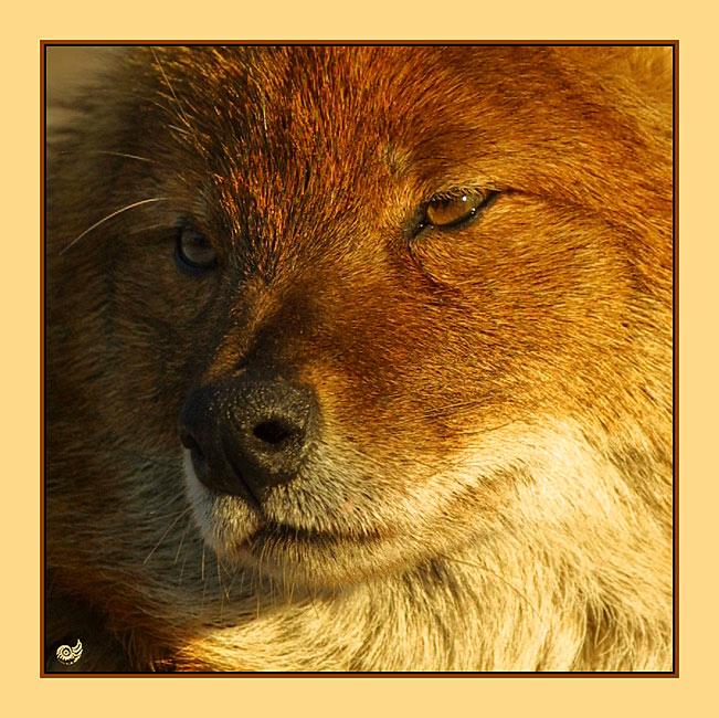 armer Hund II Foto &amp; Bild tiere, zoo, wildpark &amp; falknerei