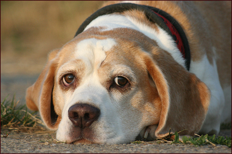 Armer kleiner Beagle